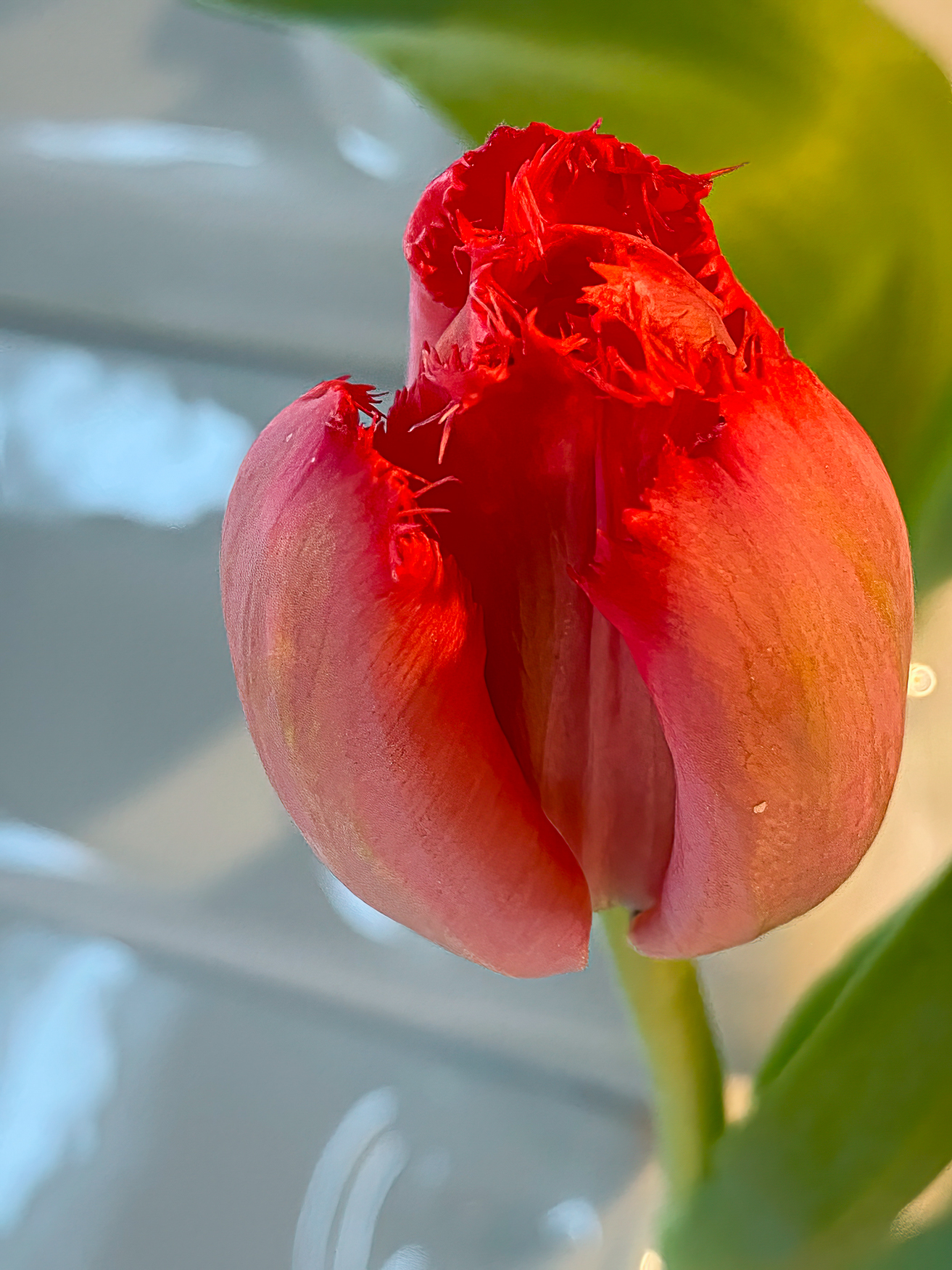 Bloemen Rood  Tulp
